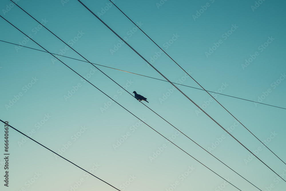 Silhouette of a pigeon on electrical wires against the sunset sky Silhouette of a pigeon on electrical wires against the sunset sky
