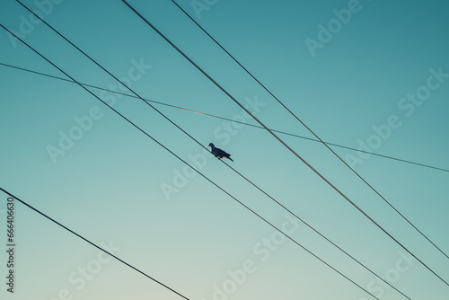 Silhouette of a pigeon on electrical wires against the sunset sky