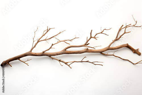  Isolated Dry Tree Branch on White Background