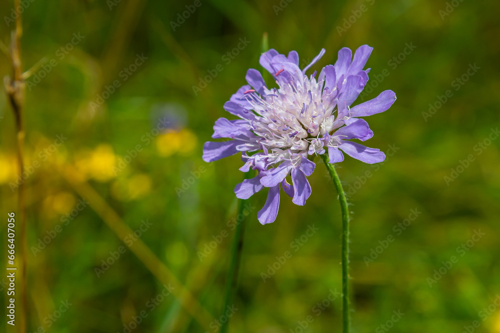 Close-up of a pink colored field scabious Knautia arvensis blooming on a green meadow Close-up of a pink colored field scabious Knautia arvensis blooming on a green meadow