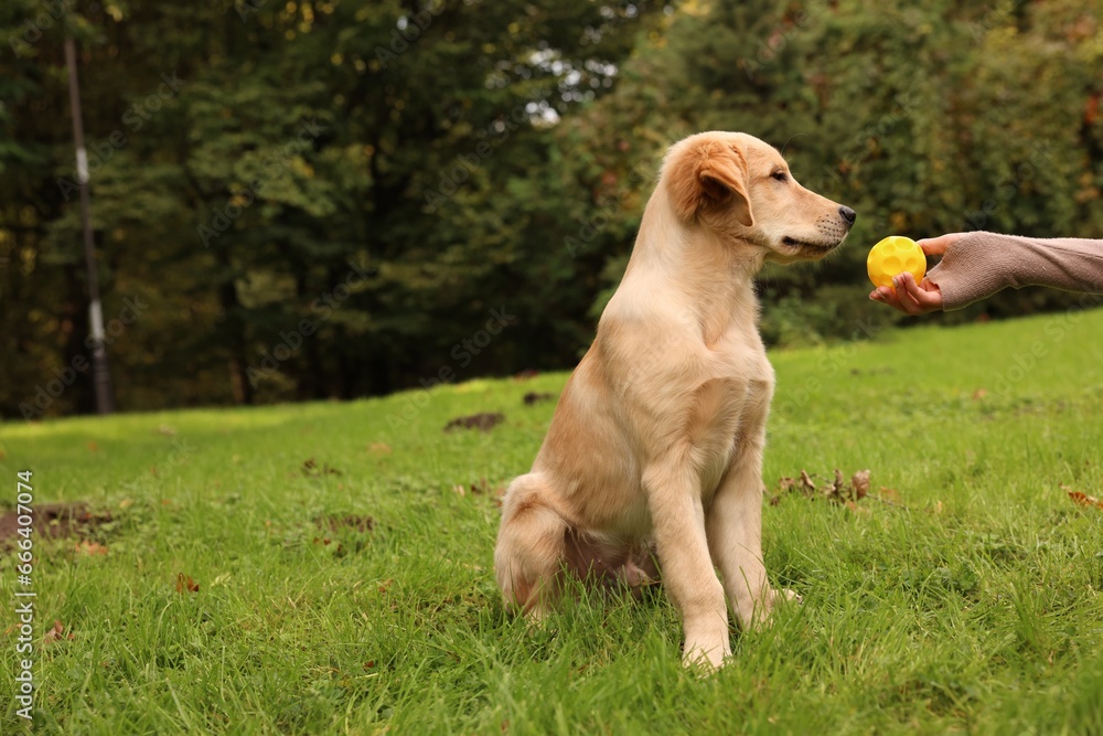 Woman playing with adorable Labrador Retriever puppy on green grass in park, closeup. Space for text Woman playing with adorable Labrador Retriever puppy on green grass in park, closeup. Space for text