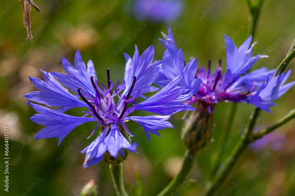 Fototapeta premium the blue cornflower centaurea cyanus is an edible plant