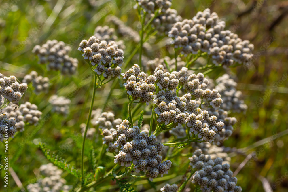 Common yarrow Achillea millefolium white flowers close up, floral background green leaves. Medicinal organic natural herbs, plants concept. Wild yarrow, wildflower Common yarrow Achillea millefolium white flowers close up, floral background green leaves. Medicinal organic natural herbs, plants concept. Wild yarrow, wildflower