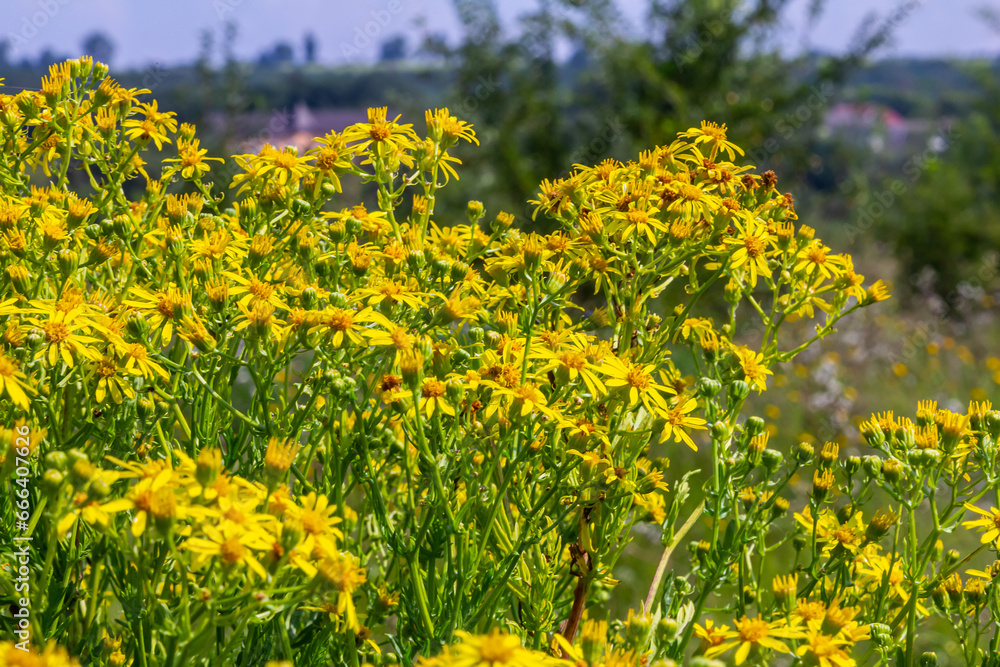 Obraz premium Yellow flowers of Senecio vernalis closeup on a blurred green background. Selective focus