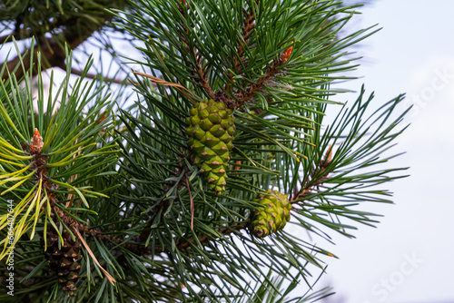 Closeup on pine branch with male and female cone © Oleh Marchak