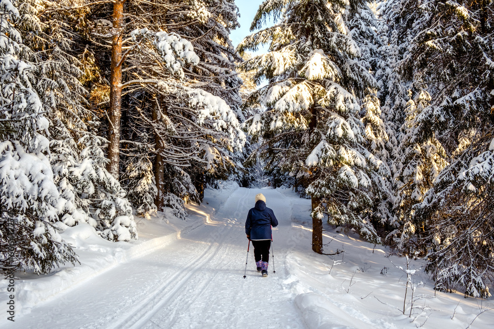 Senior elderly woman training Nordic walking with ski trekking poles in a snowy forest.Active rest outdoors of mature people.Healthy lifestyle concept,view from the back.