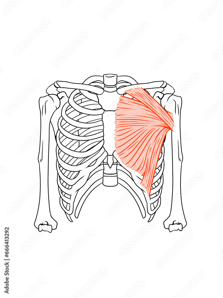 大胸筋（筋肉カラー付） Stock Illustration Adobe Stock