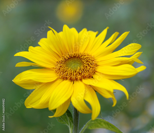 Fototapeta Naklejka Na Ścianę i Meble -  yellow flower in the garden