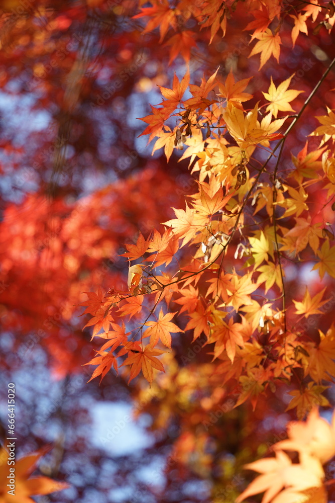 I took a picture of the autumn foliage in Gyeongju, Korea. I took a picture of the autumn foliage in Gyeongju, Korea.