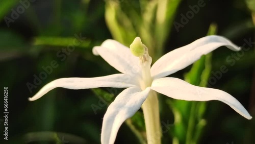 Hippobroma longiflora photo