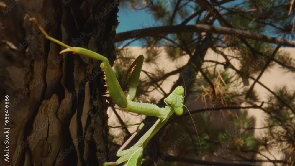 4K macro mantis: Exquisite close-up in nature. Nature's beauty in vivid detail. Perfect for your projects! 4K macro mantis: Exquisite close-up in nature. Nature's beauty in vivid detail. Perfect for your projects!
