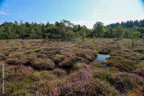 Moor