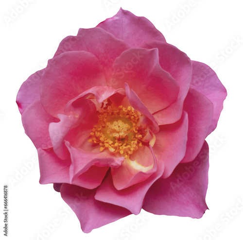 Beautiful pink rose blossom on isolated background. Rose flower concept