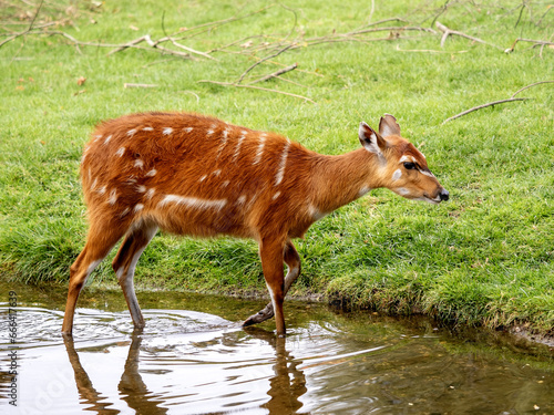 Photos West african Sitatunga,  Tragelaphus spekei gratus,, is grazing on green grass