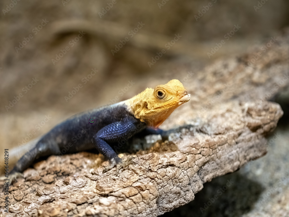 West African Agama, Agama africana, lying on a boulder basking. West African Agama, Agama africana, lying on a boulder basking.