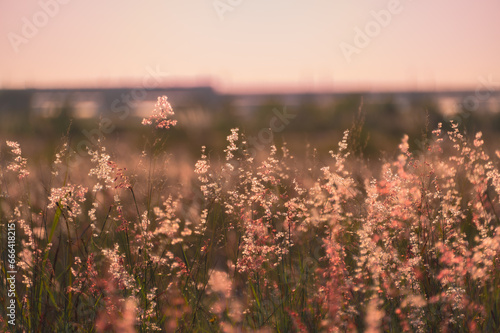 Natal Grass in the foreground, sunset and a moving train in the background. Autumn dusk scenery of Zhuoshui Riverbed in Changhua County. photo