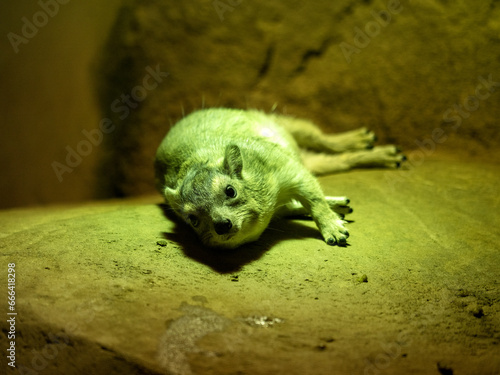 Cape Rock Hyrax, Procavia capensis, lying on a boulder and resting.
