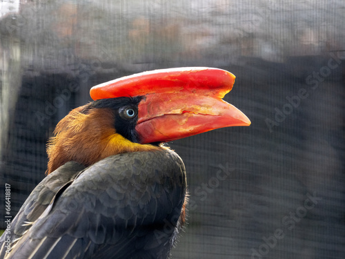 The Northern rufous Hornbill, Buceros hydrocorax, stands out with its large helmet on its beak photo
