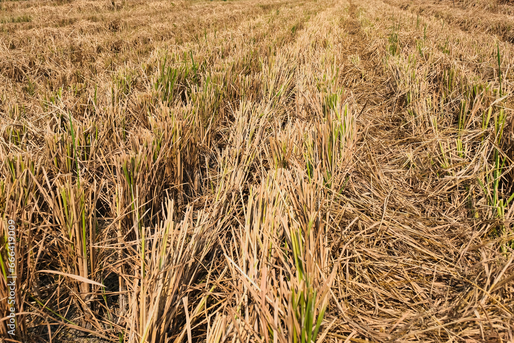 Hay Common Rice Dry hays in the post harvested rice field in Indonesia Stock Photo ...