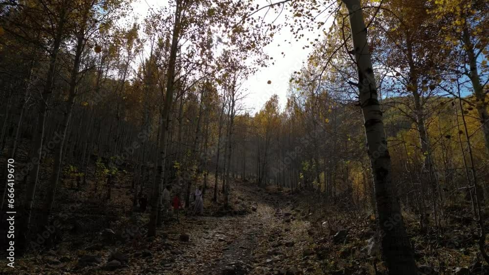 A Large Forest and Mountain Landscape Full of Poplar Trees A Large Forest and Mountain Landscape Full of Poplar Trees