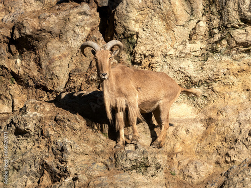 Barbary sheep, Ammotragus lervia, stands on a steep rock and observes the surroundings.