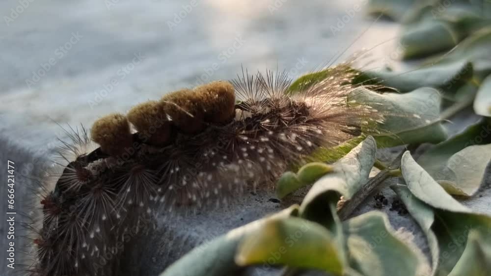 caterpillars with terrible fur caterpillars with terrible fur