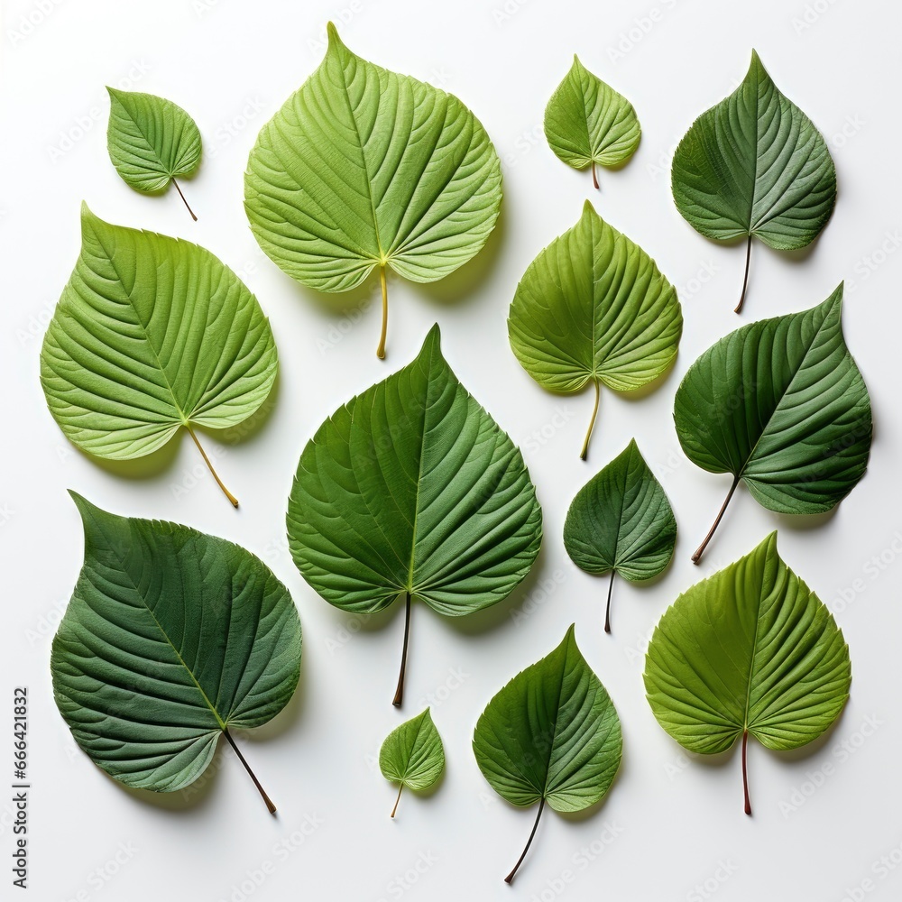 Fototapeta premium Beautiful Leaves ,Hd, On White Background