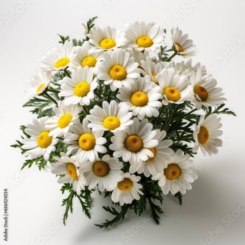 Chamomile Camomile Flowers Hd  On White Background