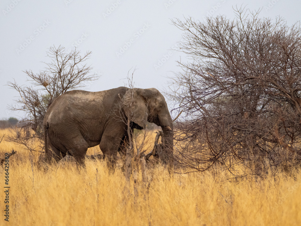 Elefant Elefant