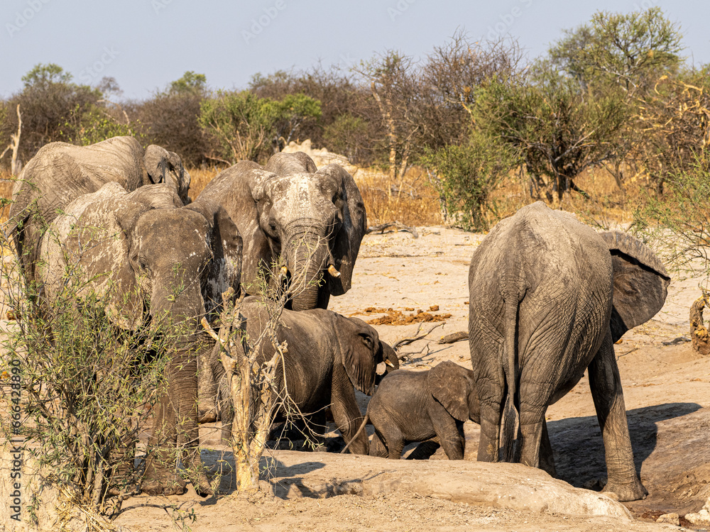Obraz premium Elefant