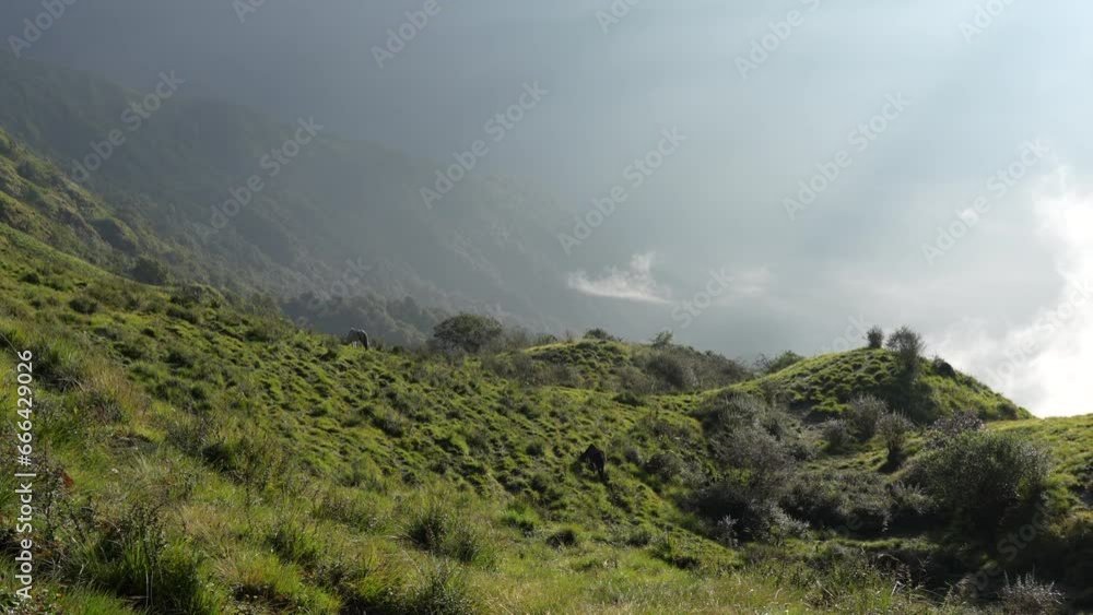 A horse grazing on a sunlight mountain pasture in the morning light and fog in the Himalayas of Nepal. A horse grazing on a sunlight mountain pasture in the morning light and fog in the Himalayas of Nepal.