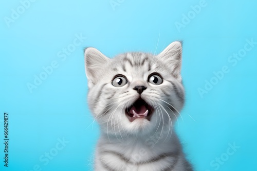 Happy cat puppy on blue background.