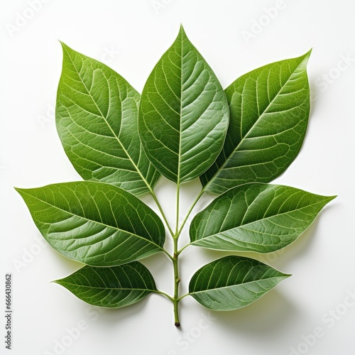 Leaf Citrus  Hd  On White Background