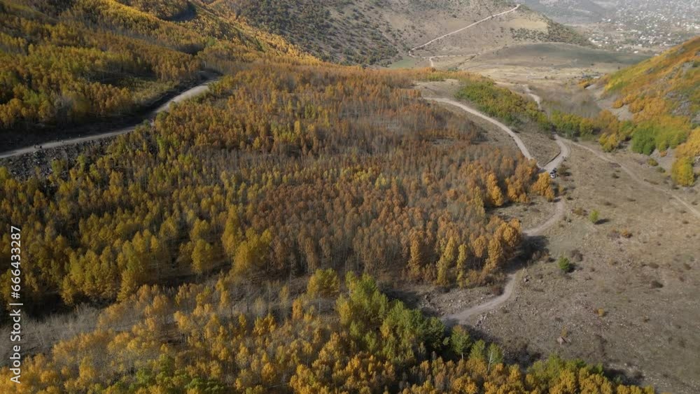 A Large Forest and Mountain Landscape Full of Poplar Trees A Large Forest and Mountain Landscape Full of Poplar Trees