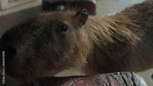Wallpaper Mural Little kindergarten boy enjoying feed capybara animal in open zoo weekend vacation Torontodigital.ca