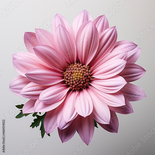 Pink Flower With Yellow Pink Petals   Hd  On White Background