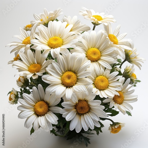 Realistic Spring Chamomile Daisy Flowers  Hd  On White Background