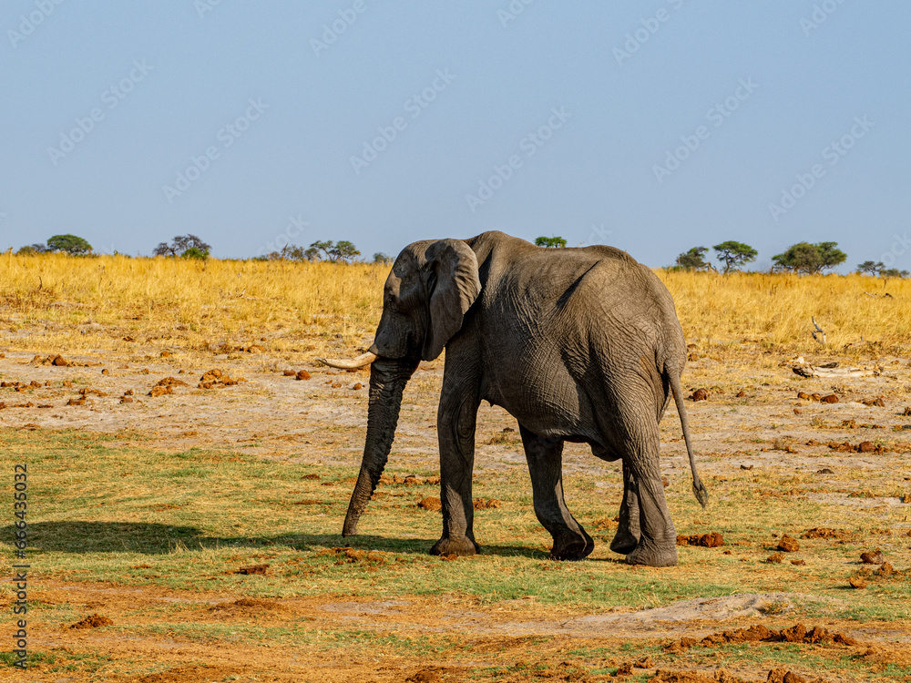 Fototapeta premium Elefant