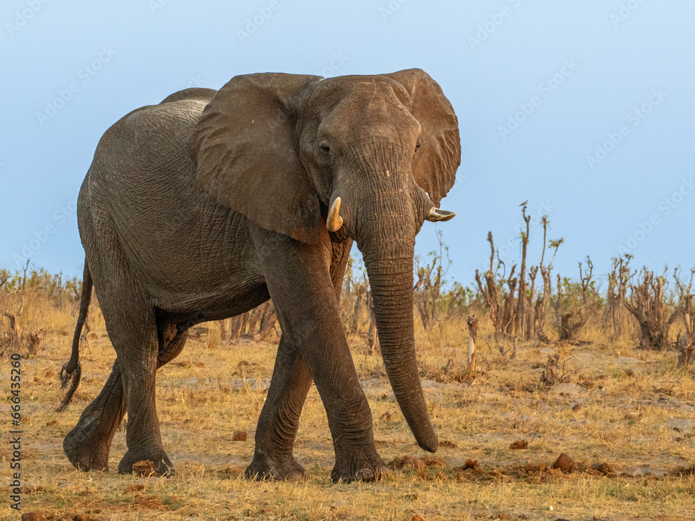 Obraz premium Elefant