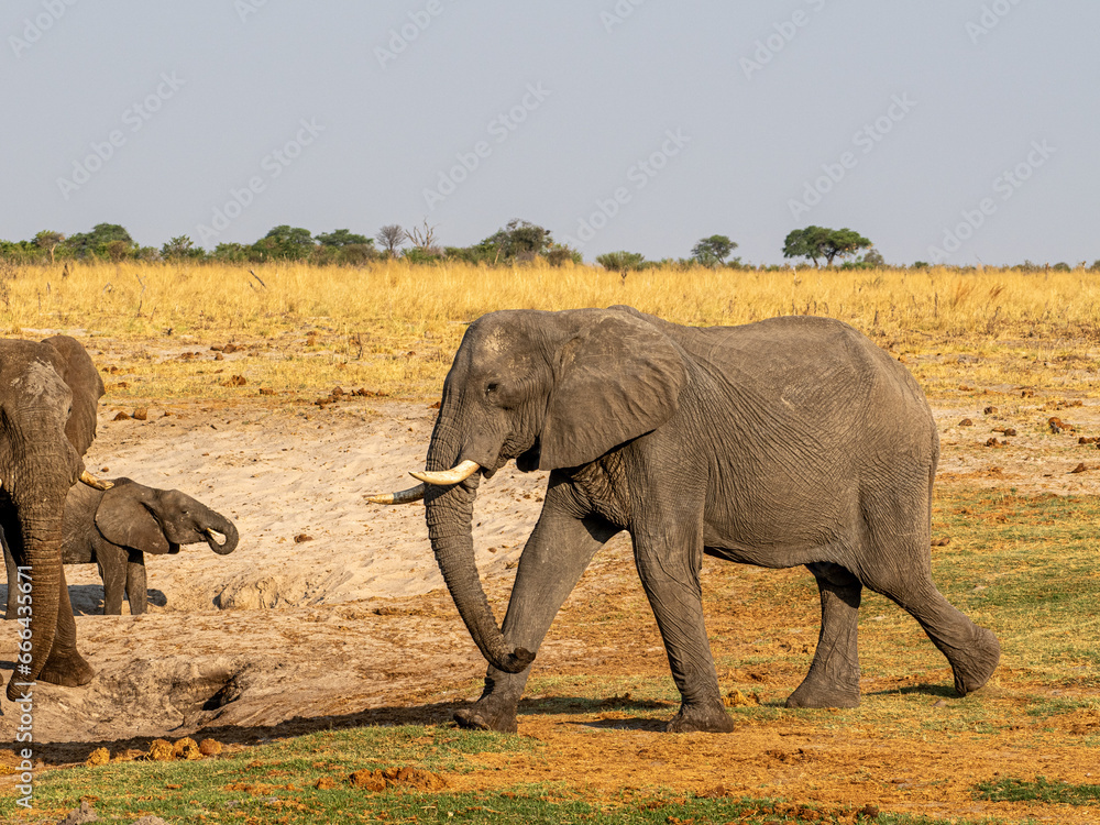Fototapeta premium Elefant