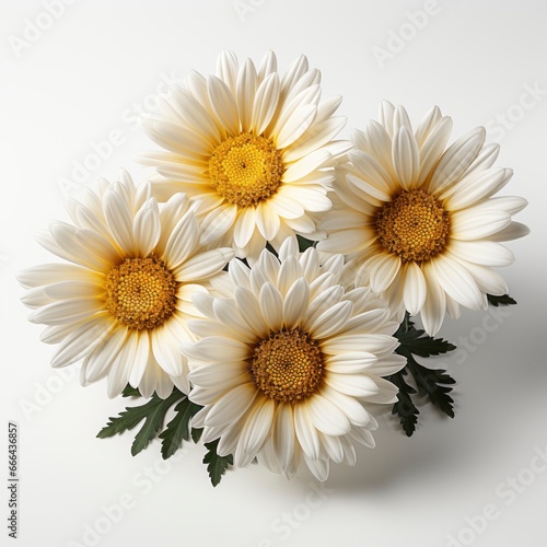 Three Big Daisies Camomile  Hd  On White Background