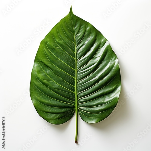 Tropical Leaf  Hd  On White Background