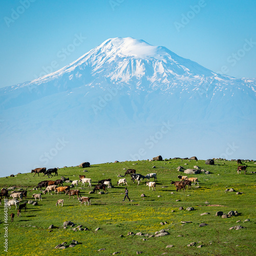 View of Mount Ararat with cattle in foreground, Ohanavan in the Aragatsotn Province of Armenia. photo