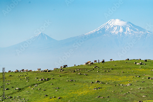 View of Mount Ararat with cattle in foreground, Ohanavan in the Aragatsotn Province of Armenia. photo