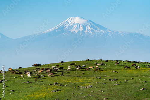 View of Mount Ararat with cattle in foreground, Ohanavan in the Aragatsotn Province of Armenia. photo