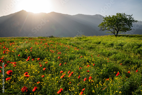 View of a countryside landscape at sunset in spring with flowers blooming in Aragatsotn Province of Armenia. photo