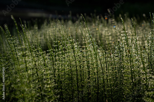 View of green grass in morning haze, Aragatsotn, Armenia. photo