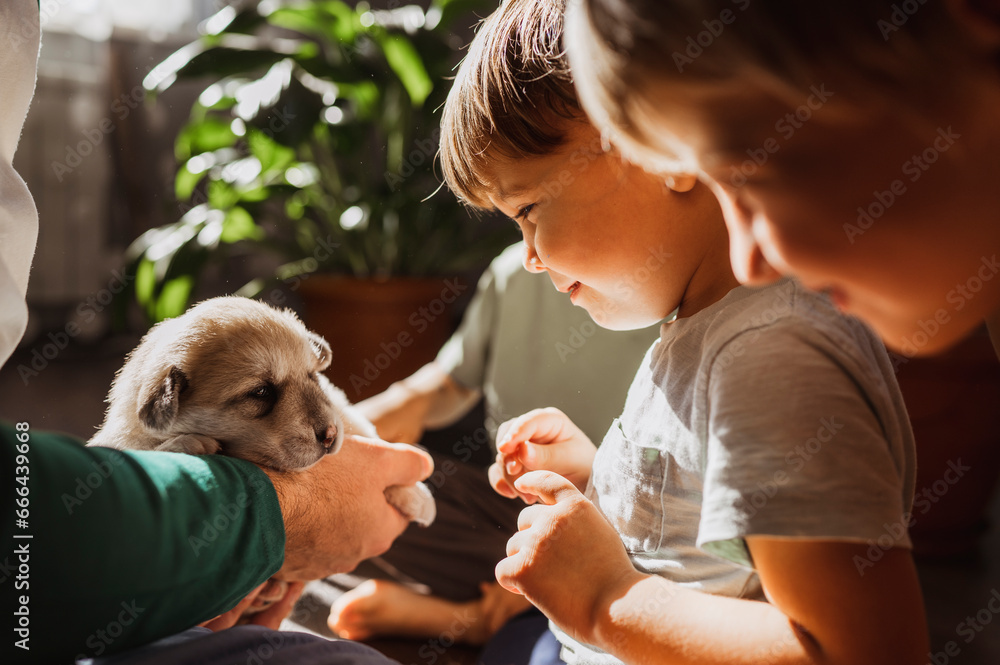 © Westend61 - Cute boy looking at mixed breed puppy