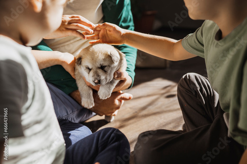 Sons stroking cute puppy in hands of father at home photo