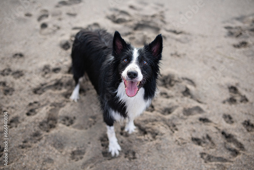 Cute wet and dirty Border Collie puppy standing on the sandy beach. photo